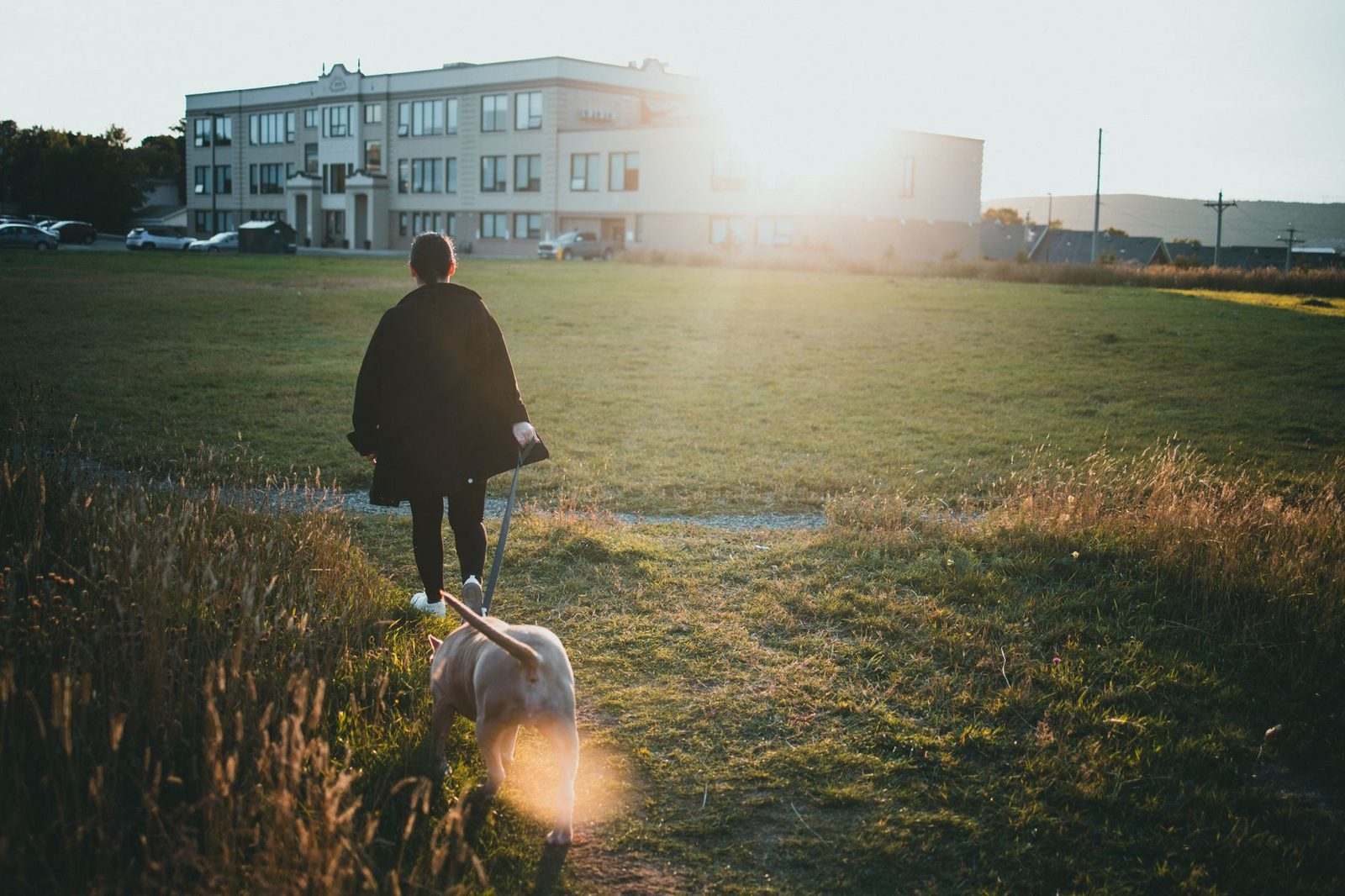 A person walking a dog across a sunlit park