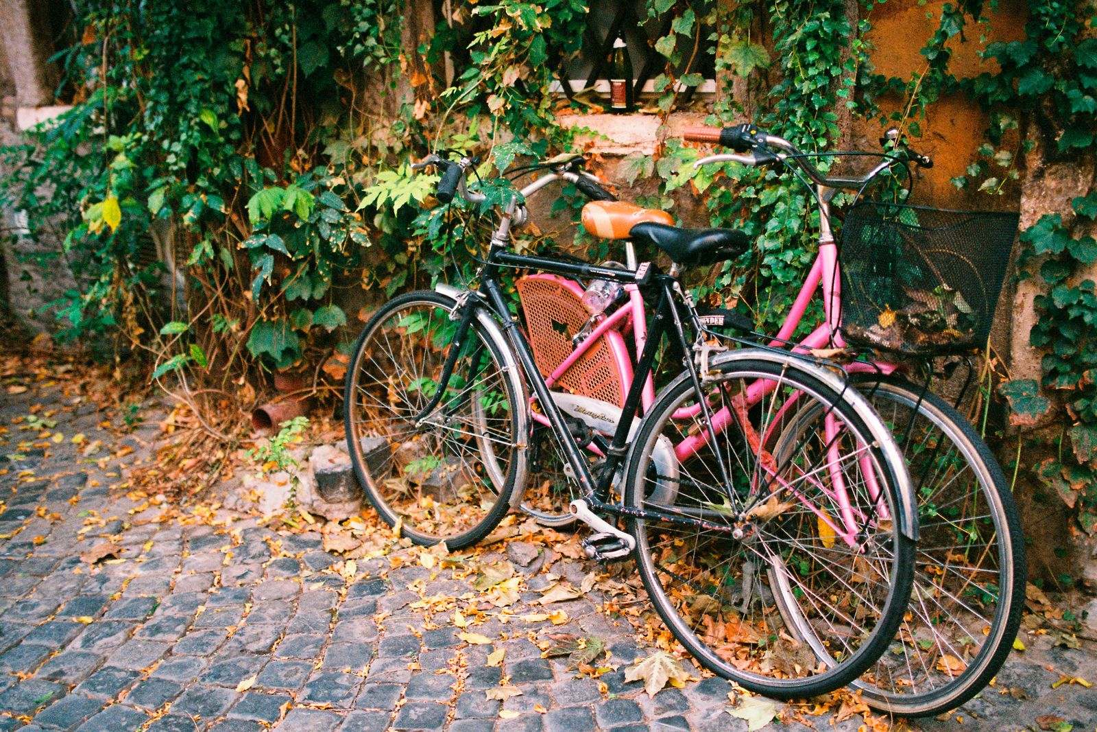 Two bicycles leaning together against an ivy-covered wall