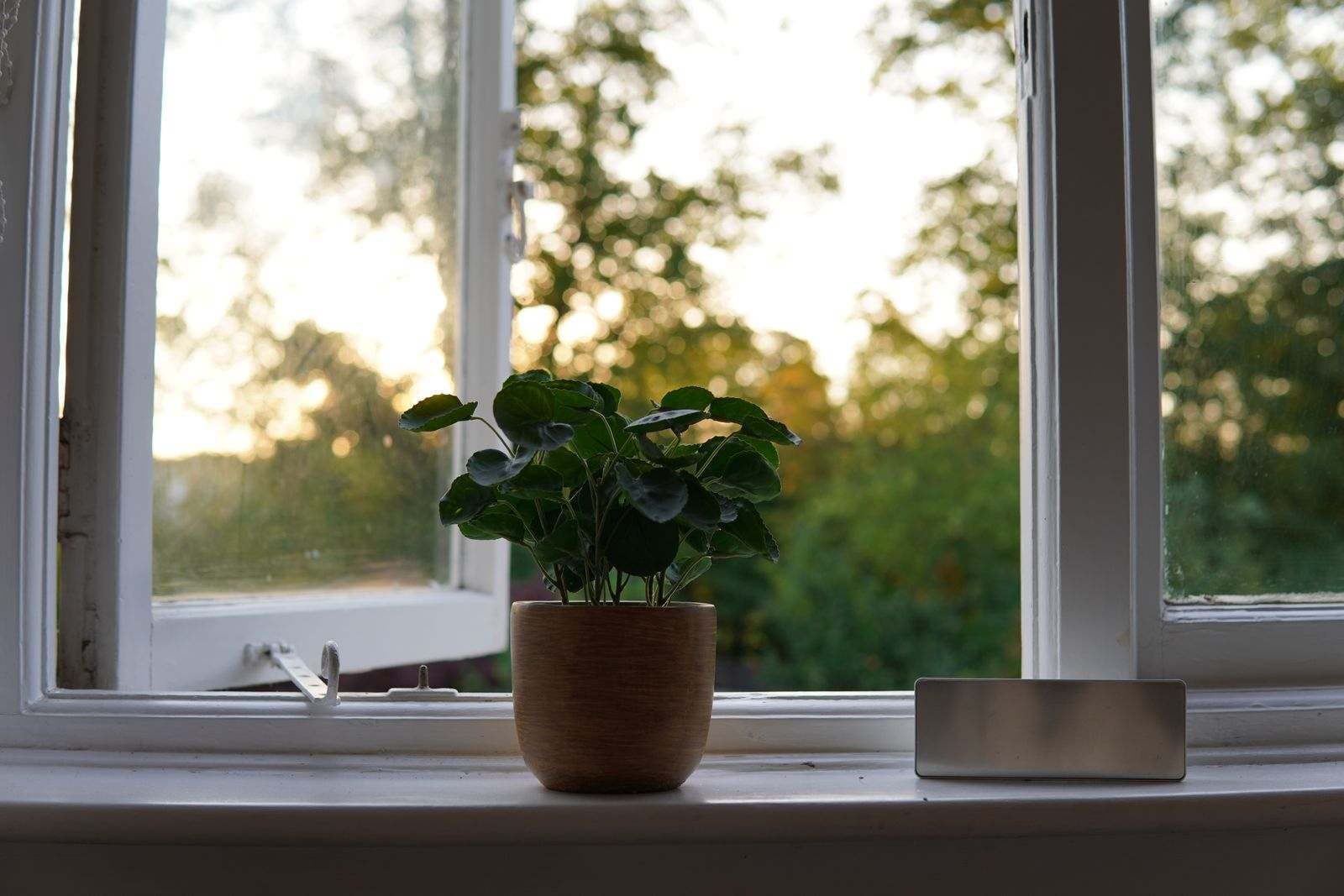 A potted plant on a windowsill at sunset